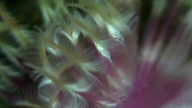 Vital marine invertebrate sea worm in underwater world of Japanese Sea. Mobility and adaptation within the polychaete ecosystem of underwater ocean.