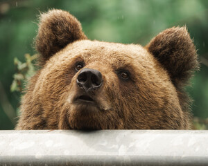 brown bear, Ursus arctos, from Romania