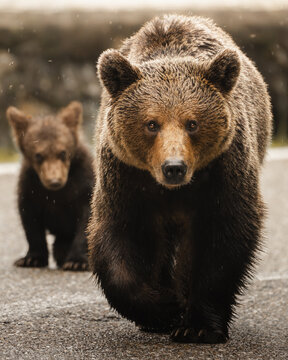 brown bear, Ursus arctos, from Romania