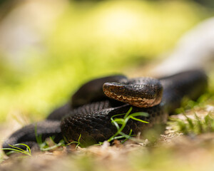 Adder, Vipera berus, Melanistic female