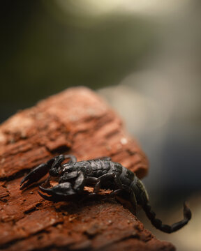 small black Carpathian scorpion from Romania
