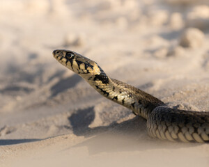 Grass snake natrix natrix on sand