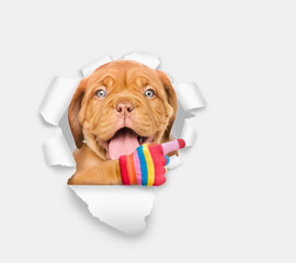 Happy Mastiff puppy looking through the hole in white paper and points away on empty space