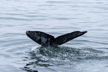 Tail fin of a surfacing whale, in Walvis Bay, Namibia. © Goldilock Project