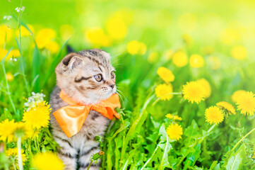 Tabby kitten wearing tie bow sits on dandelion lawn and looks away on empty space