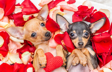 Two toy terrier puppies hold red heart and lie on petals of the rose flower