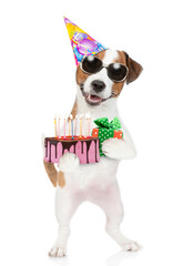 Jack russell terrier puppy wearing sunglasses and party hat holds gift box and birthday cake with...