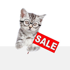 Smart tabby cat  holds signboard with labeled 