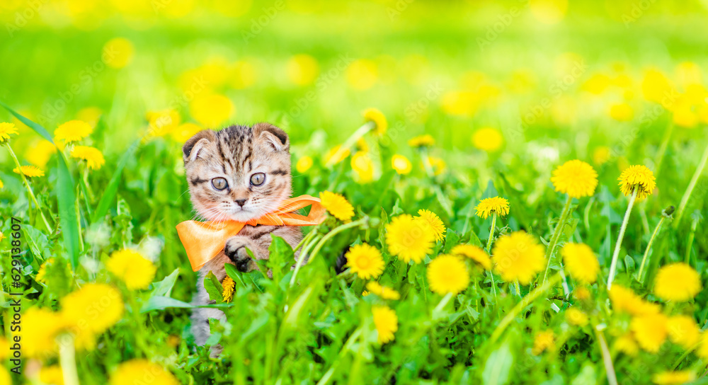 Poster tiny kitten wearing tie bow sits on dandelion lawn. empty space for text