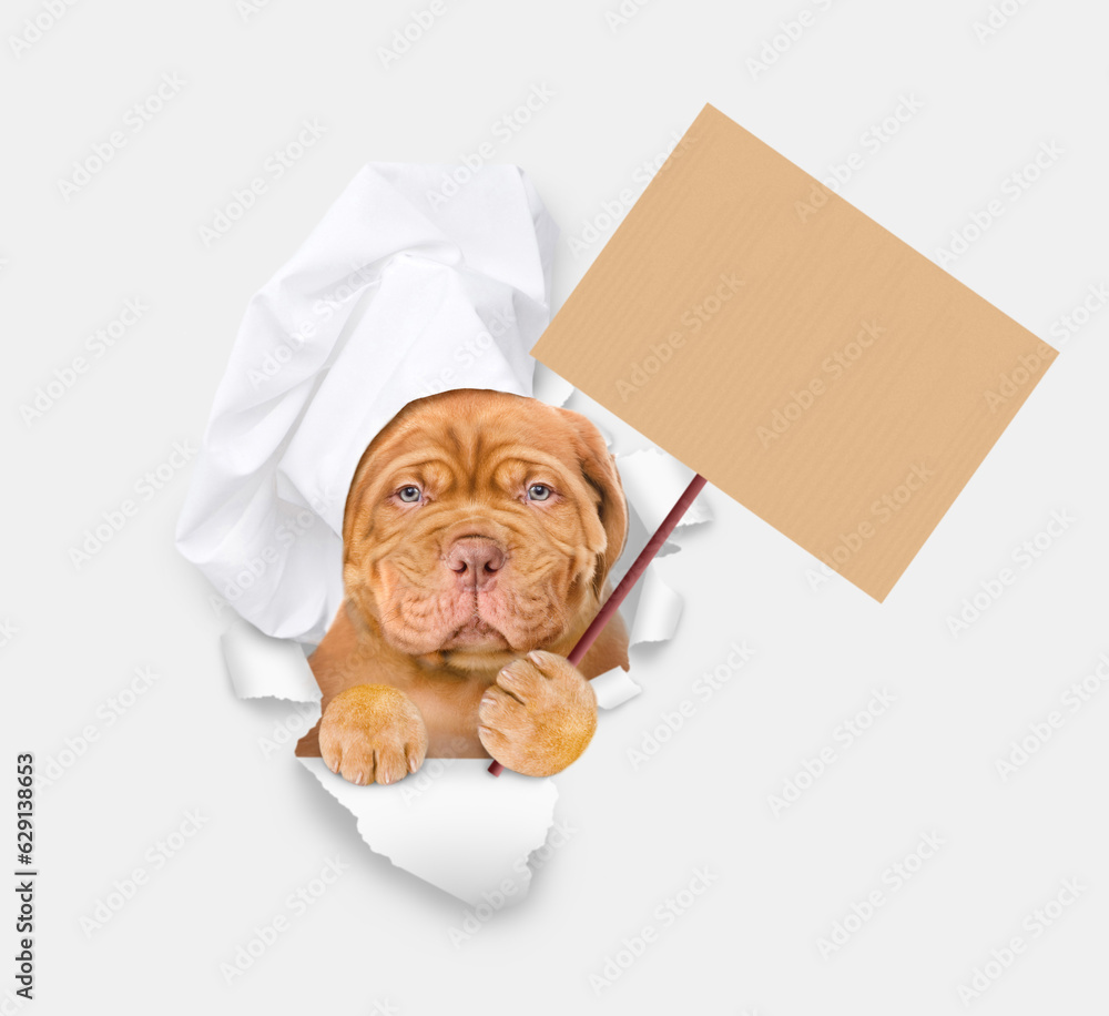 Poster serious mastiff puppy wearing chef's hat looking through a hole in white paper and showing empty pla