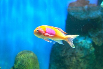 Fototapeta premium スミレナガハナダイ