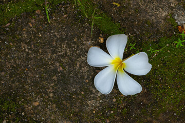 Dokchampa flower Laos on the floor