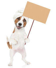 Funny jack russell terrier puppy with towel on it head shows empty placard. isolated on white background