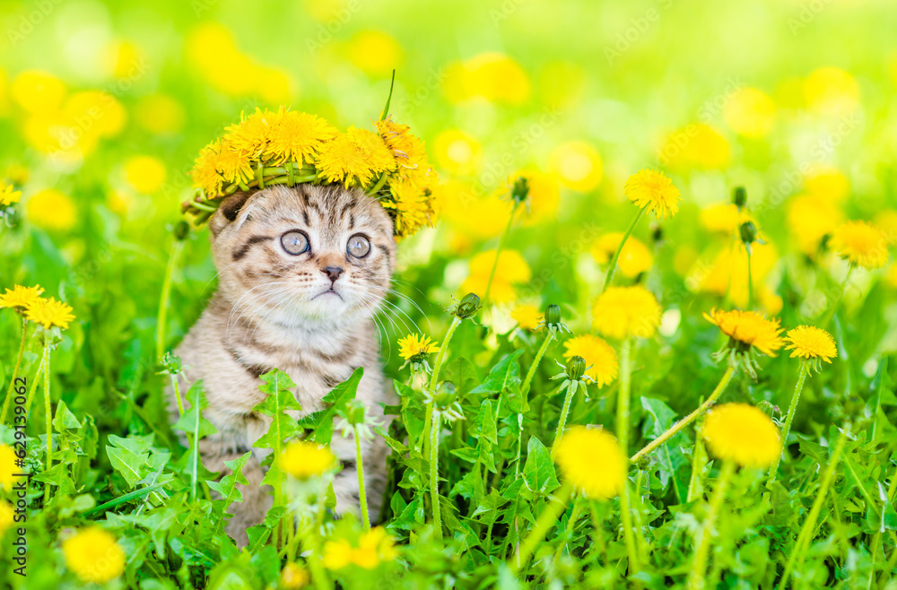 Poster tiny kitten wearing wreath of dandelions sits on green lawn. empty space for text