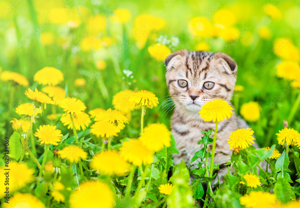 Poster cute tabby kitten sits on dandelion lawn. empty space for text