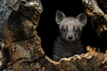 Foto op Plexiglas Striped hyena (Hyaena hyaena) with broad head and dark eyes © Sangur