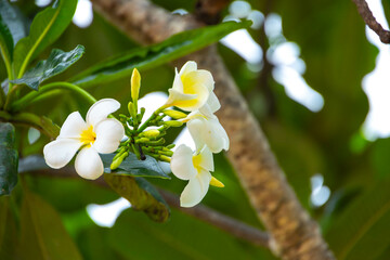 Beautiful Flower of Laos Dokchampa