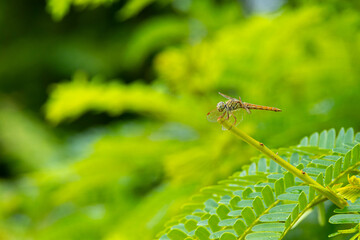 beautiful Insect on the tree green