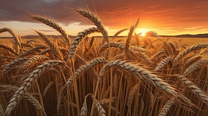 Close up wheat field at golden hour, bathed in warm sunlight, whole grain field. Generative AI