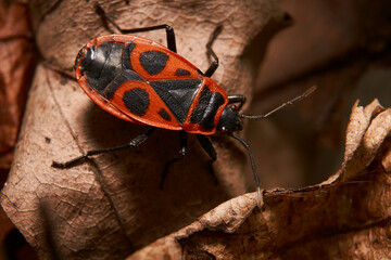 Natura  © Tomek