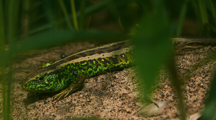 Natura  © Tomek