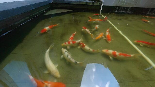 Koi fish swim view in clear water pond