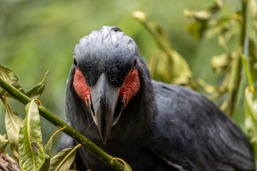 A Palm Cockatoo - Probosciger aterrimus, sitting on a branch
