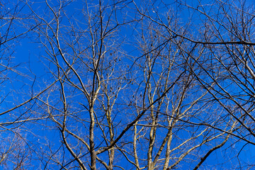 leafless birch trees in sunny weather in spring