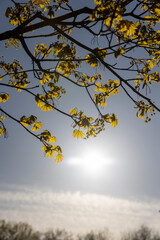 green foliage on a maple tree in spring bloom