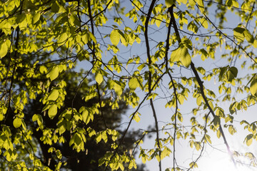 green foliage on hornbeam tree in spring bloom