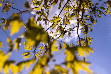 young spring oak foliage and oak flowers during flowering