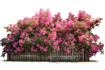 Fototapeta na wymiar Tropical Flower shrub bush fence tree isolated plant