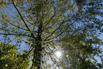 deciduous trees in the spring season in sunny weather