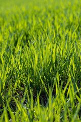 a new wheat crop in the spring season, new sprouts