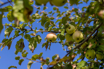 Apple harvest in the apple orchard