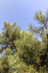 long pine needles in the spring season, close-up of pine