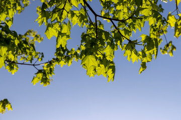 green foliage on a maple tree in spring bloom