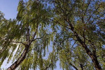 High birch tree in summer