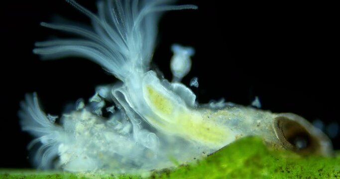 Freshwater bryozoans under microscope, Class Phylactolaemata, Order Plumatellida. Filter feeders. Similar to worms in Sabellida family