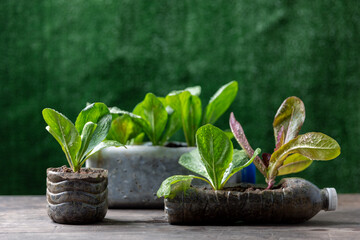 Plastic bottles water DIY for planting vegetable plant on wooden table and decoration in green background, reuse and recycle concepts