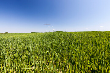 Agricultural field with a large number of green cereals