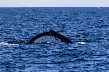 Humpback whale jout of the water. The whale is spraying water and ready to fall on its back.