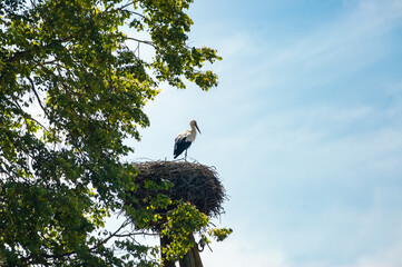stork in the nest against the blue sky