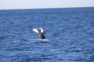 Fototapeta na wymiar Humpback whale jout of the water. The whale is spraying water and ready to fall on its back.
