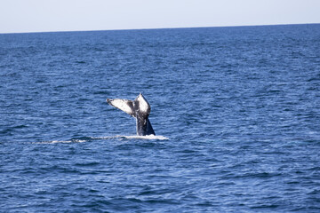 Humpback whale jout of the water. The whale is spraying water and ready to fall on its back.