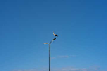 A stork stands on street lantern. Funny birds. Blue sky
