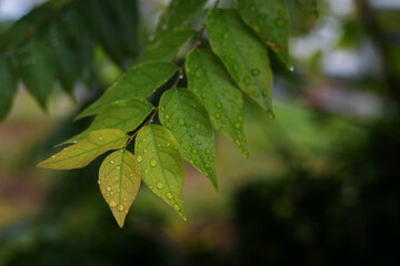 Gooseberry branch with water droplets close-up photo