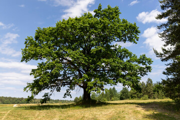 Fototapeta na wymiar old tall oak with green foliage during drought