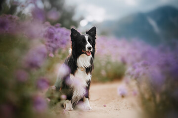 Portrait of a black and white border collie in a purple phacelia flower meadow