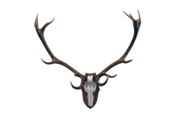Deer skull with big horns trophy transparent
